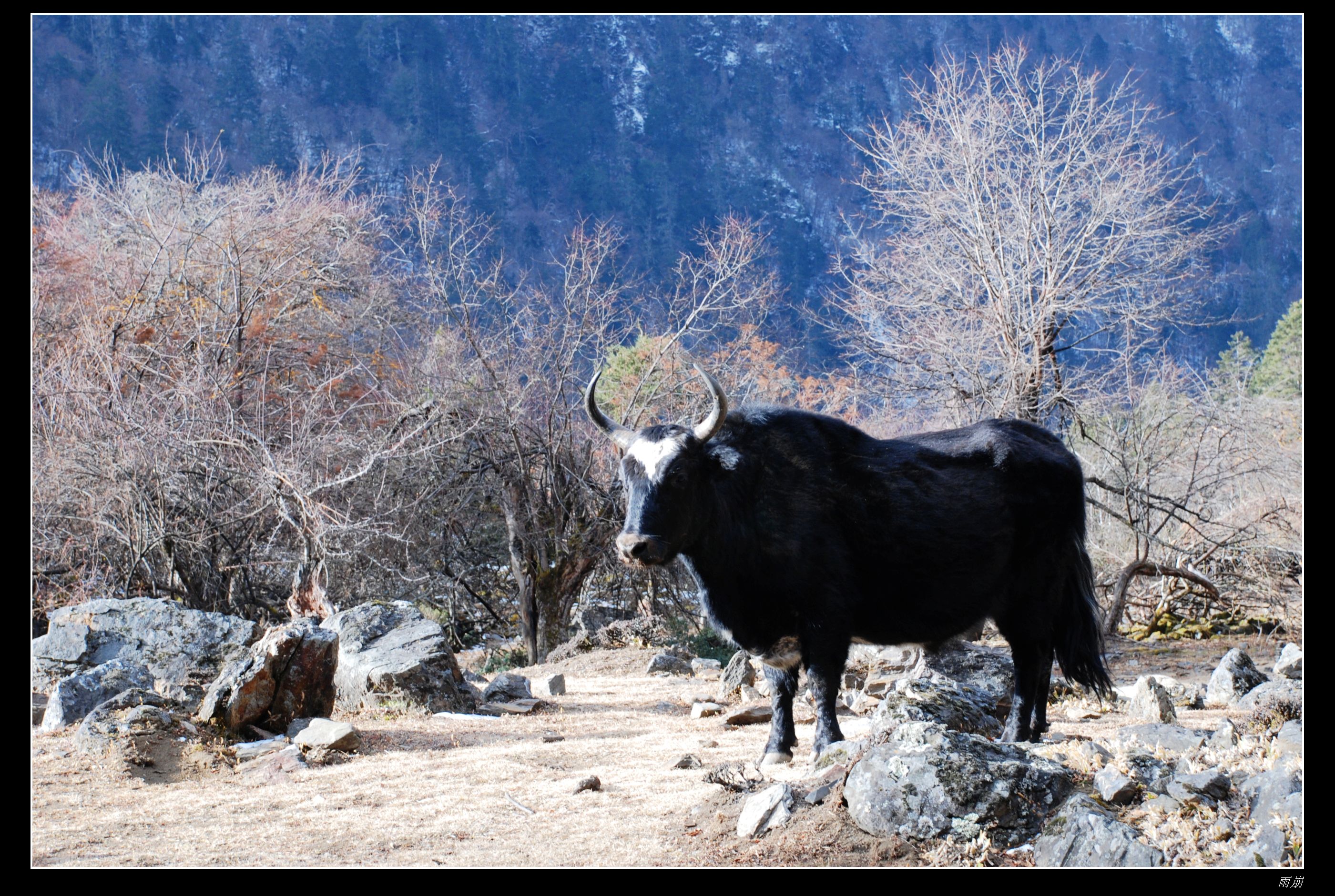 丽江-梅里雪山 - 照片 12 / lijiang Photo 12