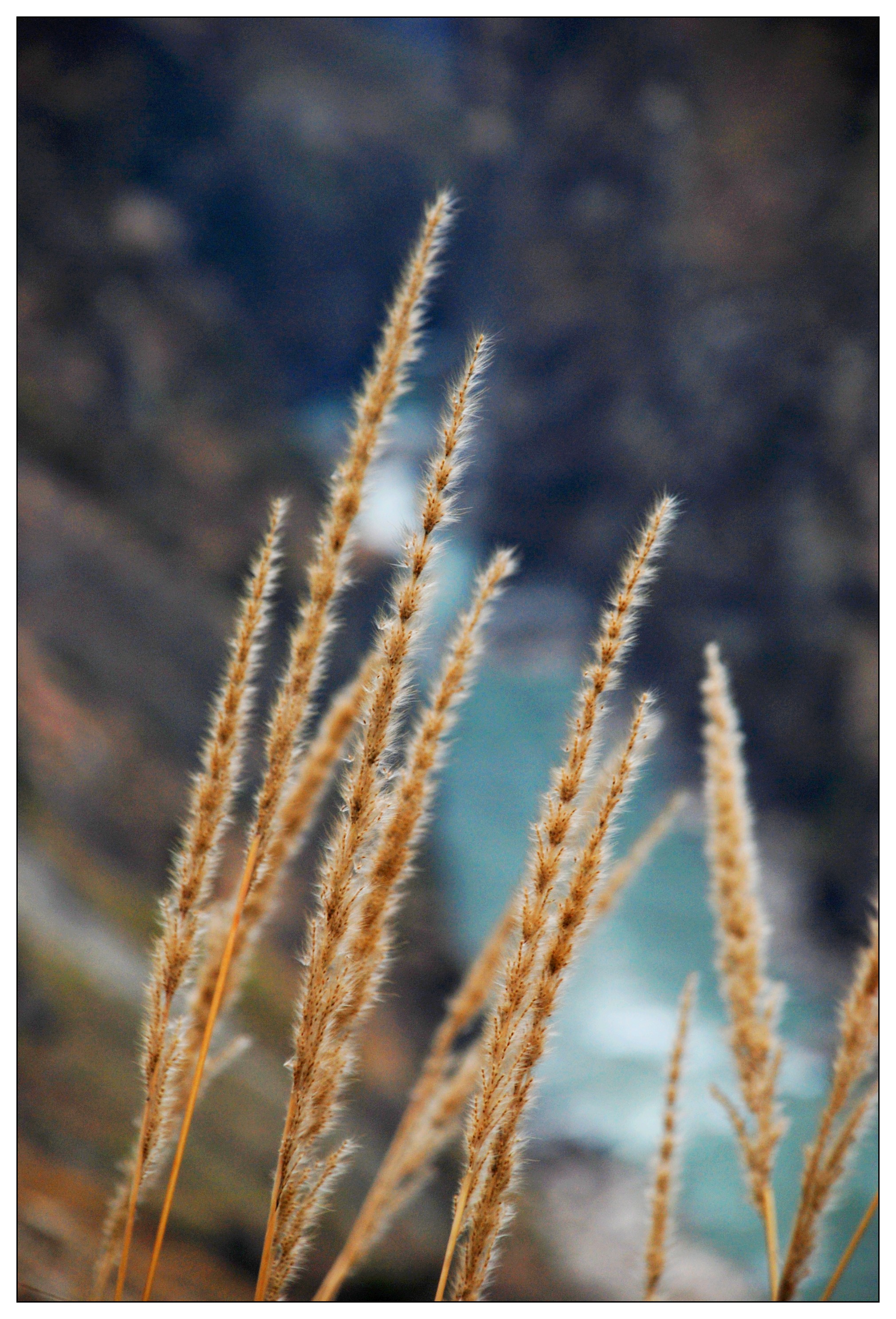丽江-梅里雪山 - 照片 5 / lijiang Photo 5