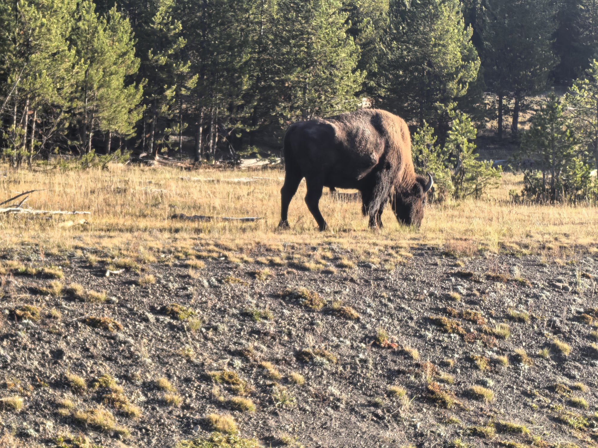 黄石国家公园 - 照片 13 / Yellowstone National Park Photo 13